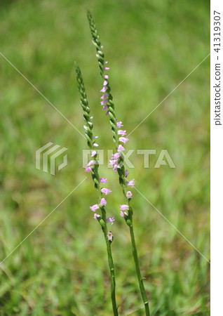 If you twist it is pretty cute screw leaner Pretty screw refreshing one screw Rebana twisted flower pretty flower pretty flower 41319307