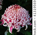 菊花 41319569