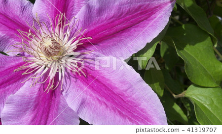 美麗的粉紅色鐵線蓮花 美麗的粉紅色鐵線蓮花 41319707