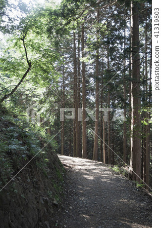 森林公路 41319803