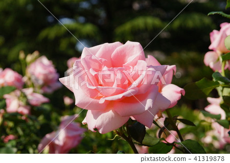 Tsurumai Park rose festival Tsurumai Park rose festival 41319878