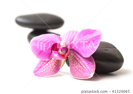 orchid on black stone balance orchid on black stone balance 41320065