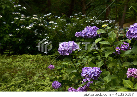 hydrangea hydrangea 41320197