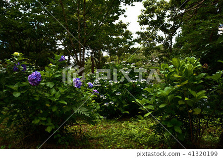 hydrangea hydrangea 41320199