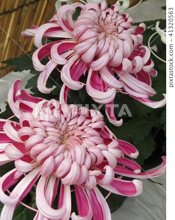 菊花 菊花 41320563