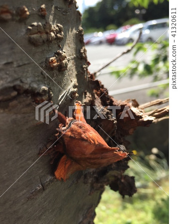 它看起來像枯葉！ 41320611