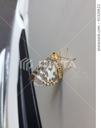 在豹子樣式的蝴蝶 41320612