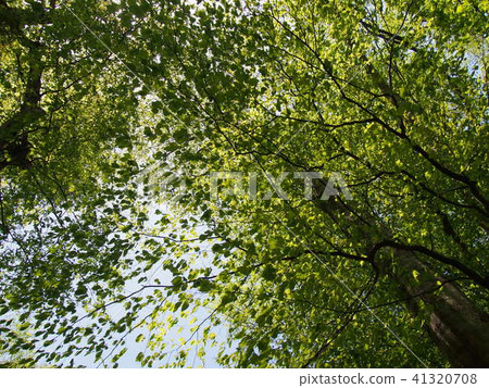 Fresh green Fresh green 41320708