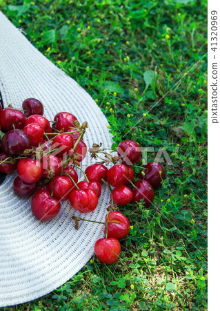 Ripe Organic Freshly Picked Sweet Cherries in Hat Ripe Organic Freshly Picked Sweet Cherries in Hat 41320969