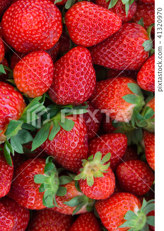 Bunch of Ripe Freshly Picked Organic Strawberries 41320970