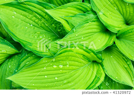 Fresh Green Hosta Plant Leaves after Rain 41320972