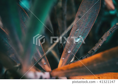 drop of water on a leaf of euphorbia drop of water on a leaf of euphorbia 41321147