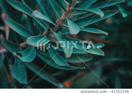 drop of water on a leaf of euphorbia 41321148