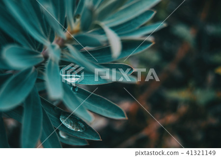 drop of water on a leaf of euphorbia 41321149