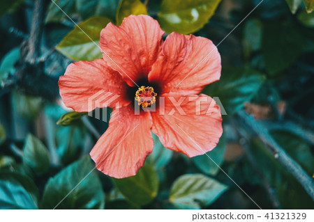 big and red hibiscus flowerdetail 41321329