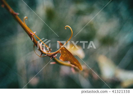 smilax aspera leaf climbing plant smilax aspera leaf climbing plant 41321338