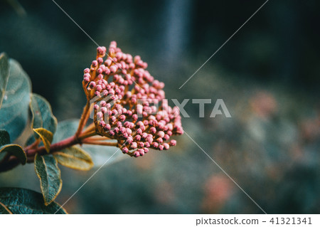 Inflorescence of viburnum tinus Inflorescence of viburnum tinus 41321341