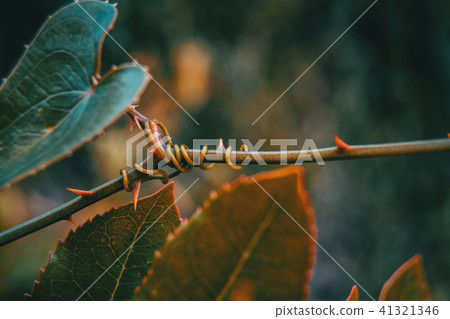 smilax aspera leaf climbing plant smilax aspera leaf climbing plant 41321346