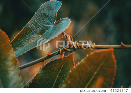 smilax aspera leaf climbing plant smilax aspera leaf climbing plant 41321347
