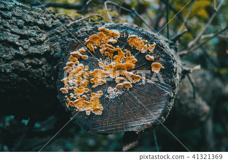 Mushrooms on the bark of a trunk Mushrooms on the bark of a trunk 41321369