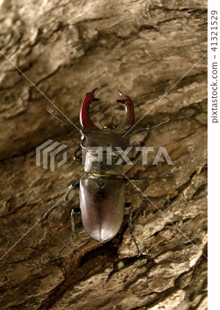 Male stag beetle 41321529