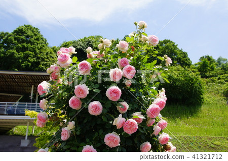 2018年玫瑰節日紀念公園玫瑰 41321712