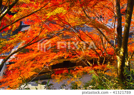 Scenery of the autumn leaves season of Kyoto Saga Torii Scenery of the autumn leaves season of Kyoto Saga Torii 41321789