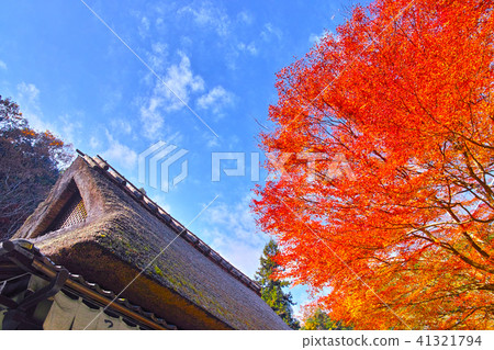 Scenery of the autumn leaves season of Kyoto Saga Torii Scenery of the autumn leaves season of Kyoto Saga Torii 41321794