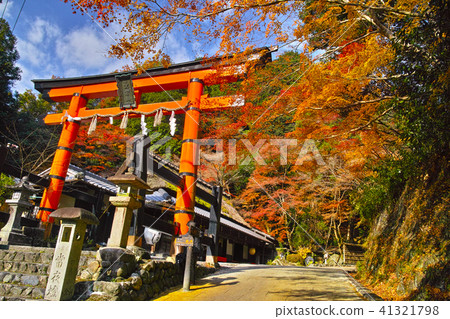 Scenery of the autumn leaves season of Kyoto Saga Torii Scenery of the autumn leaves season of Kyoto Saga Torii 41321798