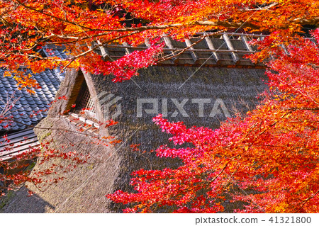 Scenery of the autumn leaves season of Kyoto Saga Torii Scenery of the autumn leaves season of Kyoto Saga Torii 41321800