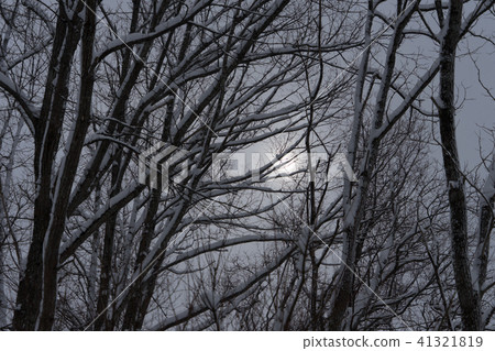 小天的雪天空透過樹叢中的空隙偷窺 照片素材 圖片 圖庫