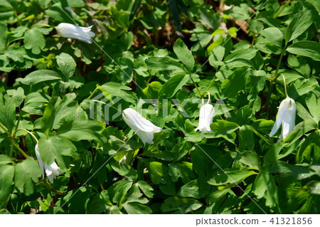 東亞aka別名rainyasuka花語言是 持久的愛 照片素材 圖片 圖庫
