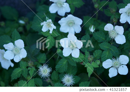 Kusaito Kusaichigo flower language is "sweet scent" Kusaito Kusaichigo flower language is "sweet scent" 41321857