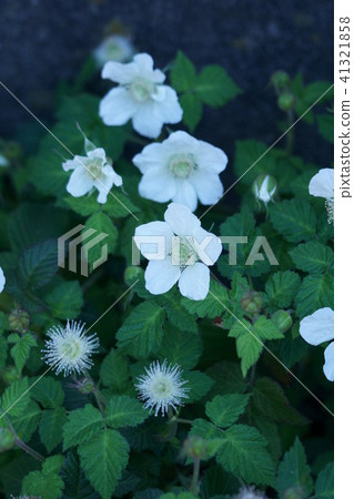 Kusaito Kusaichigo flower language is "sweet scent" Kusaito Kusaichigo flower language is "sweet scent" 41321858
