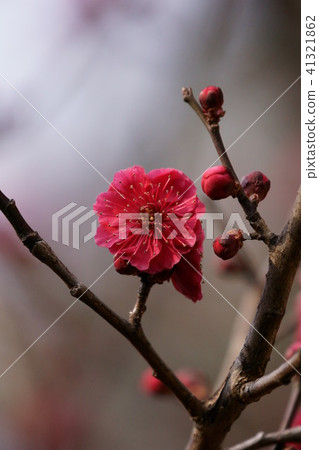 Red plum blossom is "grace" 41321862