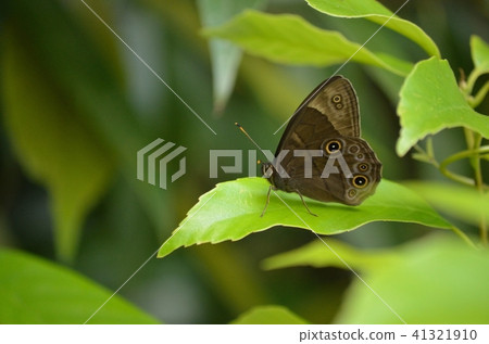 Kuwagakage that stops on the leaves 41321910