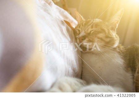 tabby fat cat 41322005