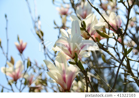 木蘭花玉蘭花木蘭花台灣有山獎花玉蘭木蘭花木蘭 41322103