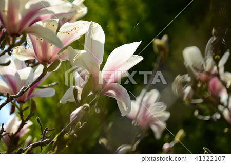 木蘭花玉蘭花木蘭花台灣有山獎花玉蘭木蘭花木蘭 41322107