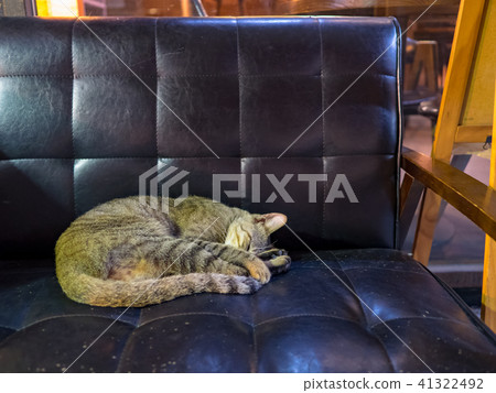 Cat Cat 41322492
