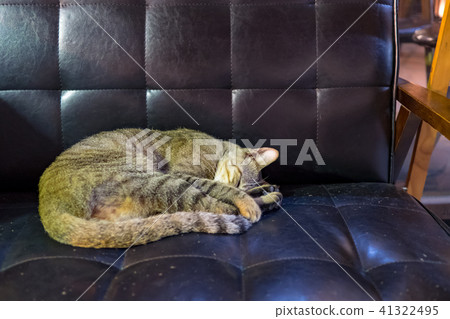 Cat Cat 41322495