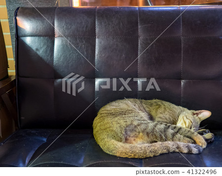 Cat Cat 41322496