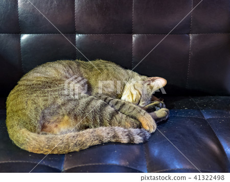 Cat Cat 41322498
