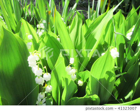 Suzuran Suzuran 41323007