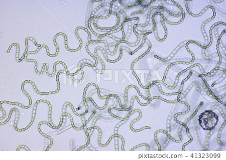 生物模式 生物模式 41323099