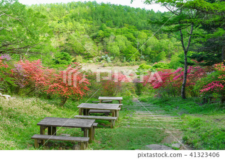 栃木縣鹿沼市橫濱高原井濕地（5月） 41323406