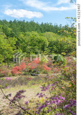 櫪木縣小谷市井沼地（5月） 41323407