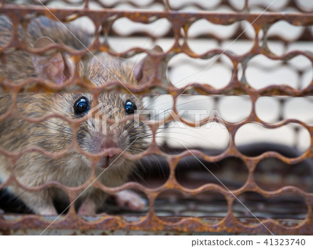 The rat was in a cage catching. Rat has contagion The rat was in a cage catching. Rat has contagion 41323740
