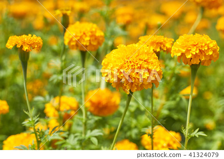 Beautiful Marigold flowers Beautiful Marigold flowers 41324079