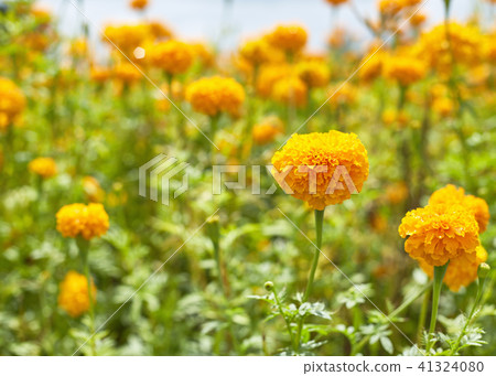 Beautiful Marigold flowers 41324080